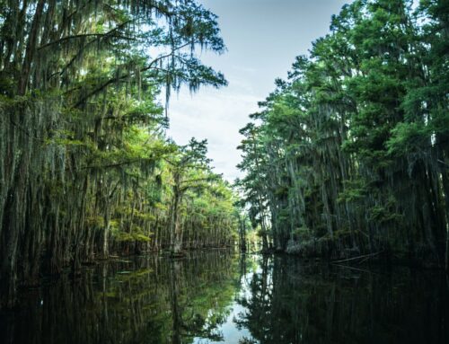 Staying Organized: ADHD in Adults